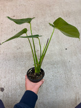 Load image into Gallery viewer, Monstera Deliciosa 4&quot; - Split Leaf Philodendron