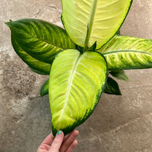 Load image into Gallery viewer, Dieffenbachia Tropic Marianne 8&quot;