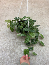 Load image into Gallery viewer, Scindapsus sp. 6" Hanging Basket - Satin Pothos