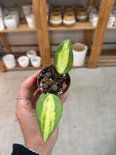 Load image into Gallery viewer, Hoya latifolia &#39;Pot of Gold&#39; 2&quot; - Wax Plant
