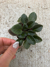 Load image into Gallery viewer, Saintapaulia sp. 2" -Collector/Speciality African Violet