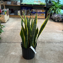Load image into Gallery viewer, Sansevieria &#39;Laurentii&quot; 10&quot; - Snake Plant