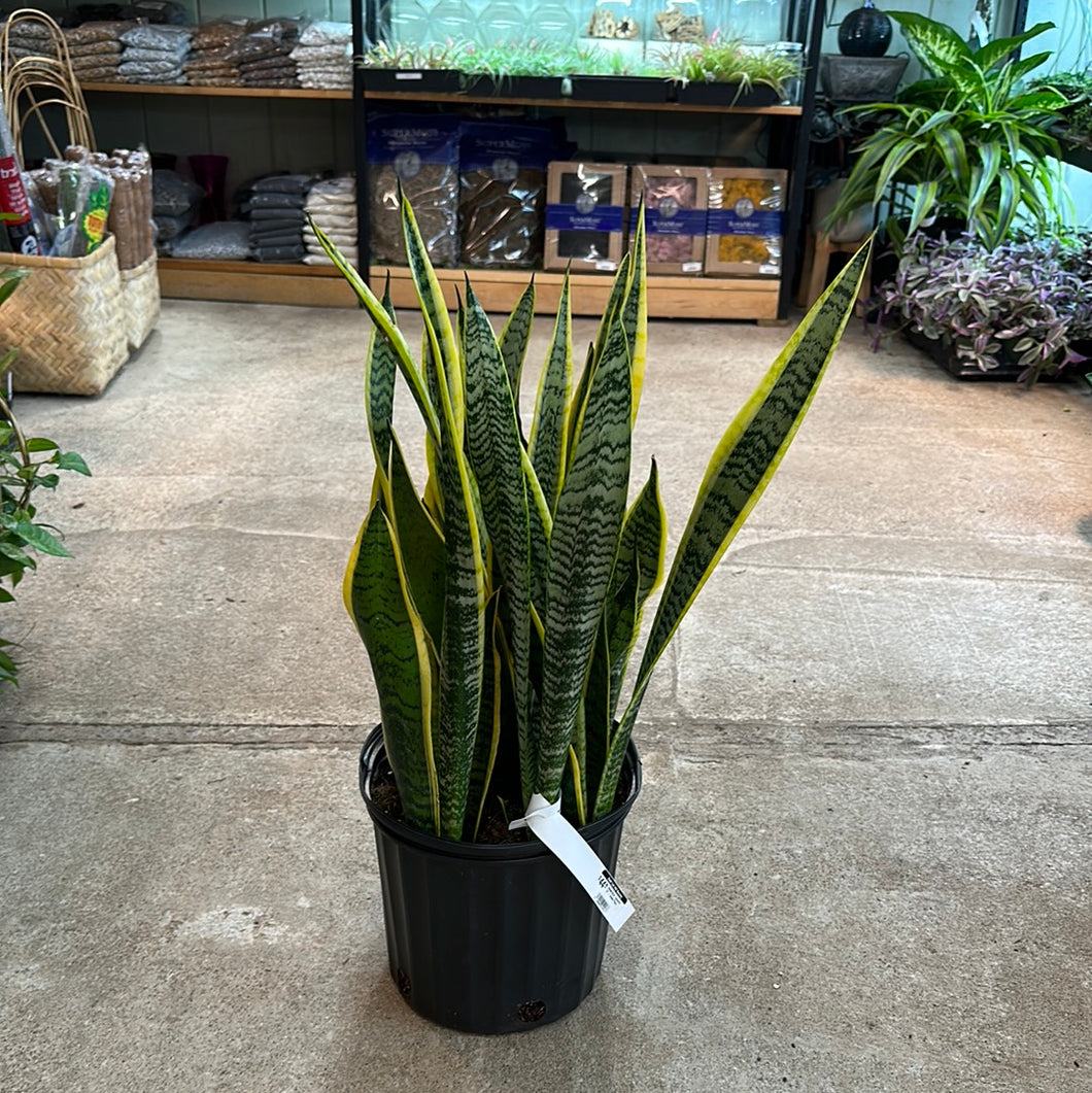 Sansevieria 'Laurentii
