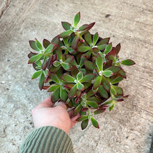 Load image into Gallery viewer, Echeveria Ruby Slipper 6&quot;