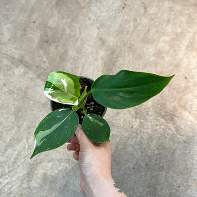 Philodendron White Wizard 4