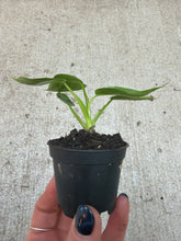 Load image into Gallery viewer, Philodendron spiritus sancti 2"