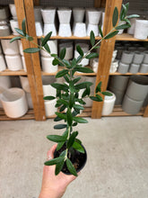 Load image into Gallery viewer, Olea europaea 4" - Common Olive