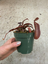 Load image into Gallery viewer, Assorted Nepenthes 4" - Pitcher Plant