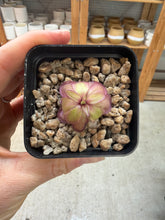 Load image into Gallery viewer, Pinguicula laueana CP2 x emarginata 2" - Butterwort
