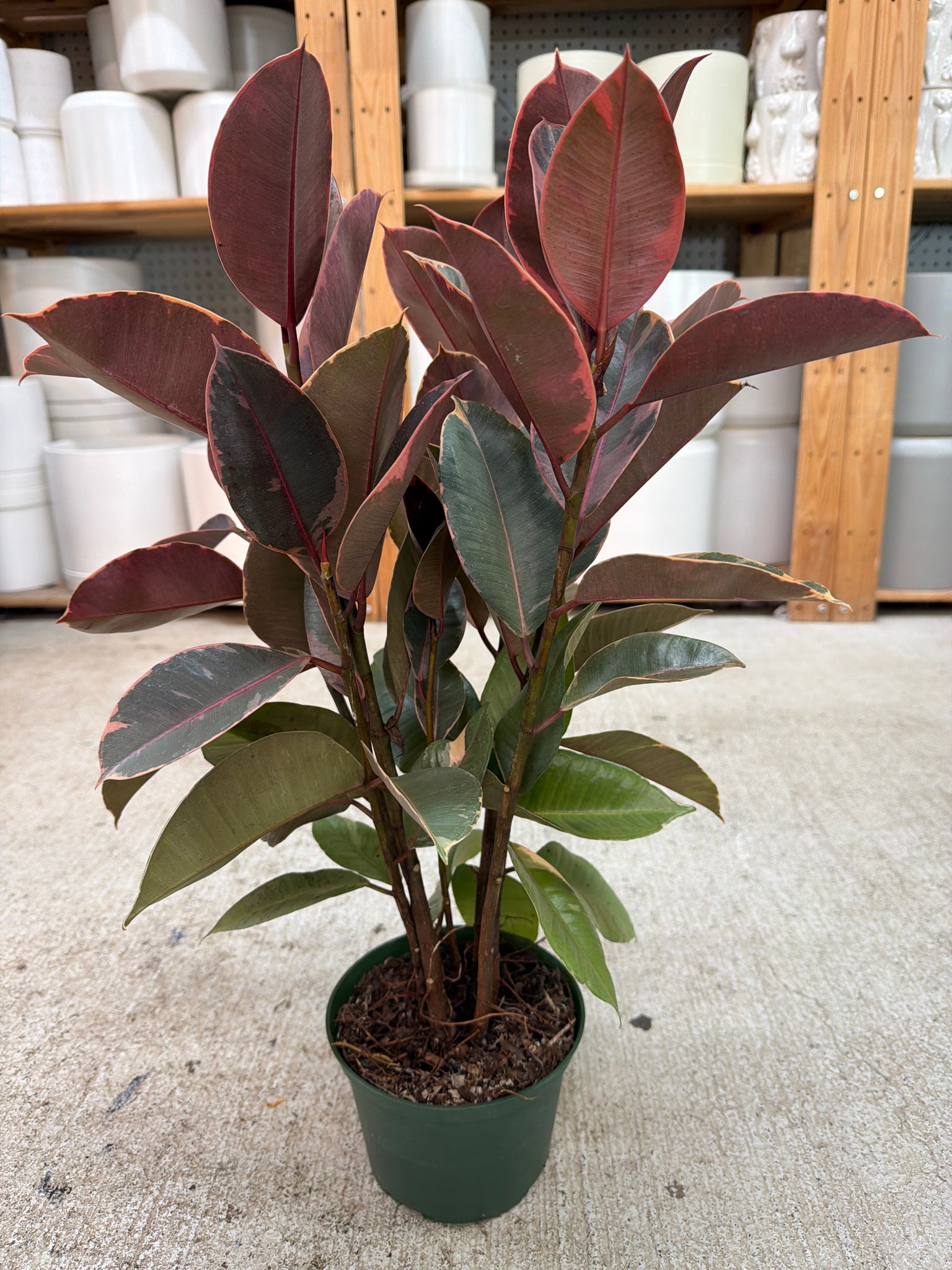 ficus ruby indoor plant Ficus 'Ruby' 6"