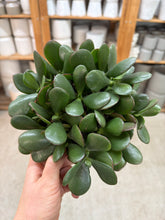 Load image into Gallery viewer, Crassula o. &#39;Crosby&#39; 4&quot; - Jade Plant
