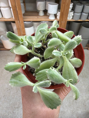 Cotyledon tomentosa 4