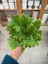 Load image into Gallery viewer, Selaginella kraussiana &#39;Frosty&#39; 4&quot; - Frosty Fern