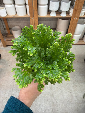 Selaginella kraussiana 'Frosty' 4