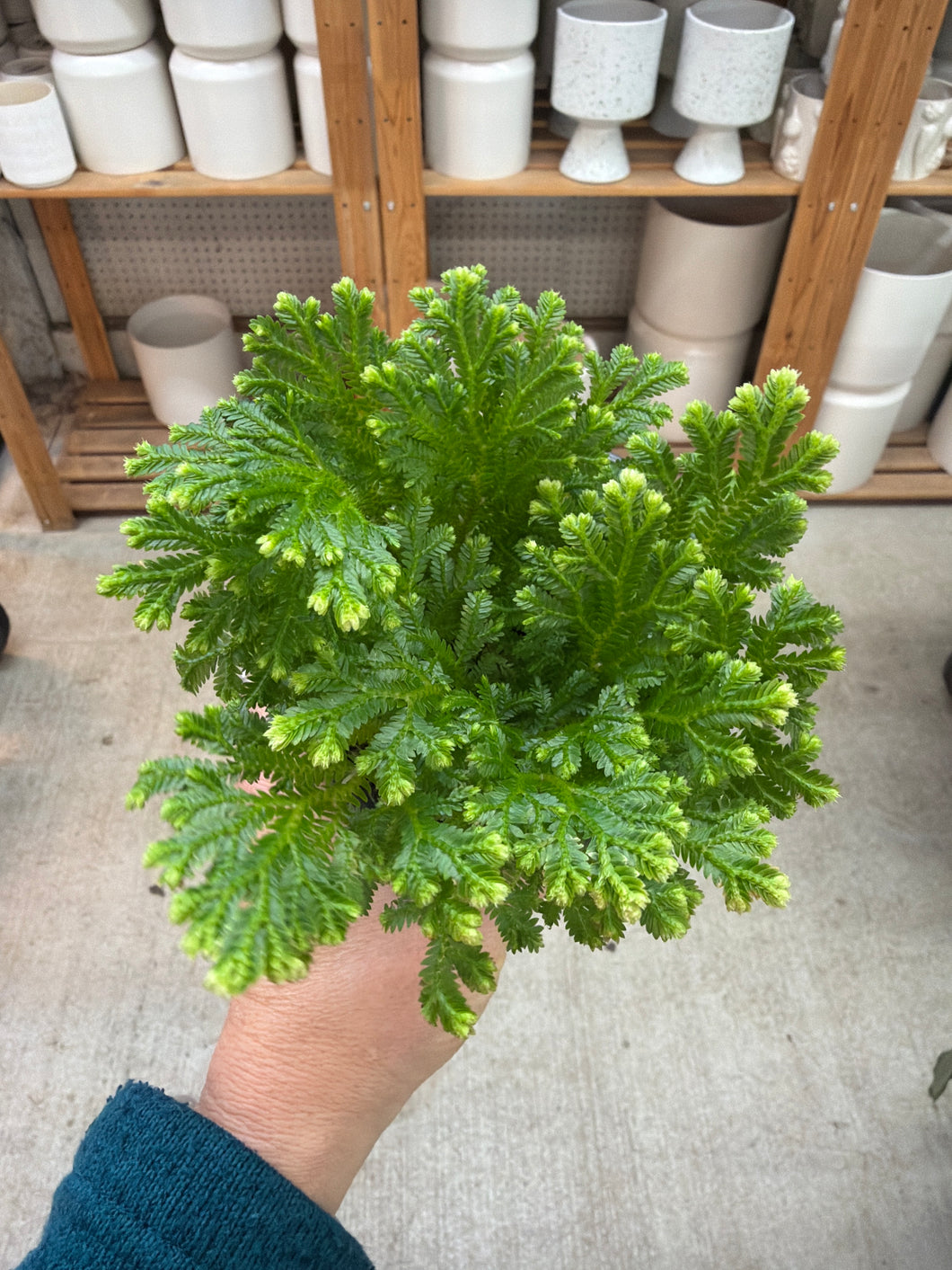 Selaginella kraussiana 'Frosty' 4