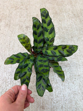 Load image into Gallery viewer, Calathea lancifolia 4&quot; - Rattlesnake Calathea