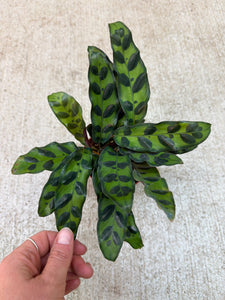 calathea lancifolia kaufen Calathea lancifolia 4