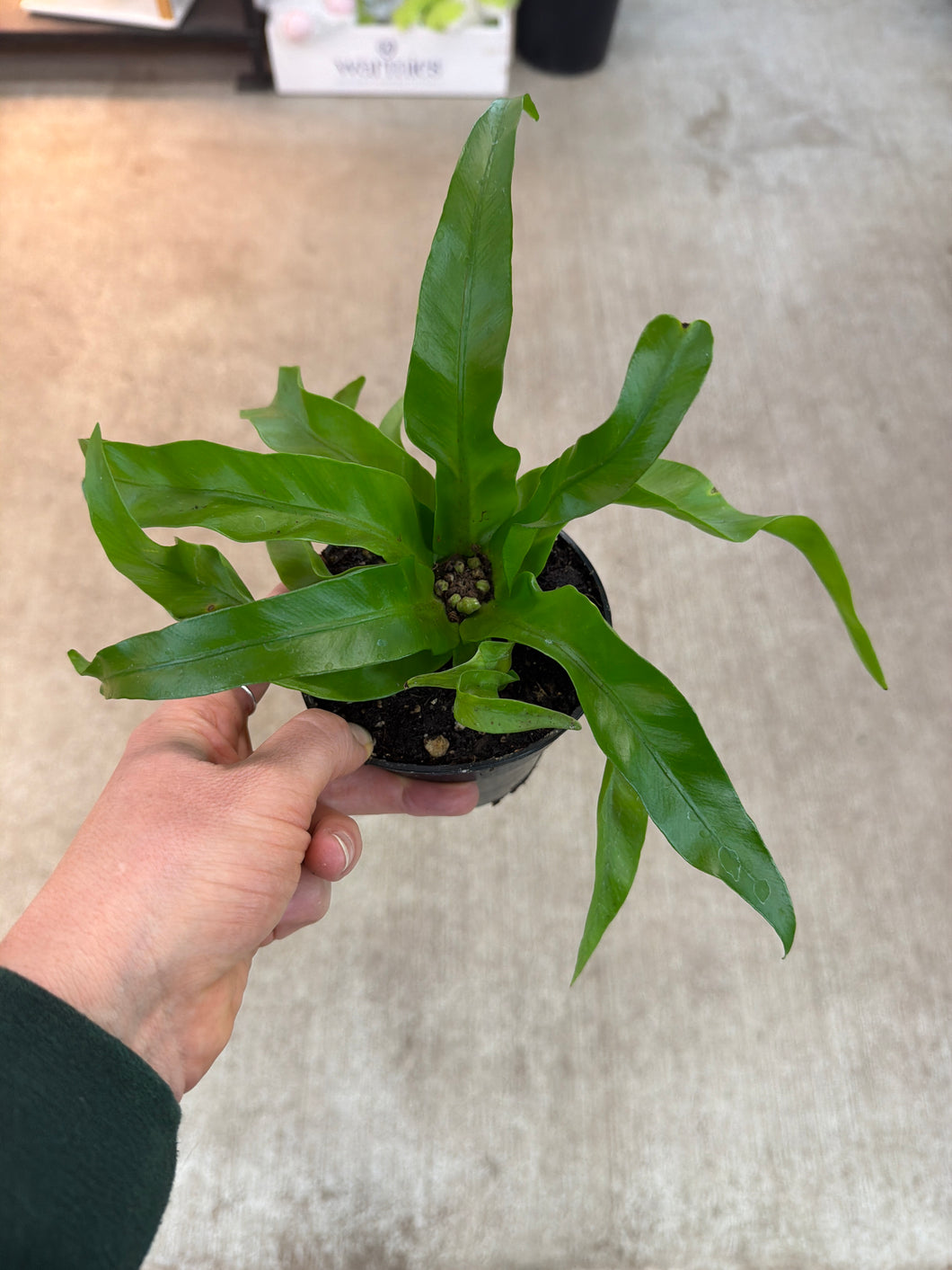 Victoria Birds Nest 4