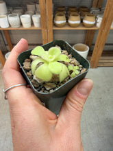 Load image into Gallery viewer, Pinguicula agnata El Lobo 2" - Butterwort