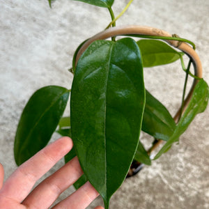 Hoya halconensis 4"