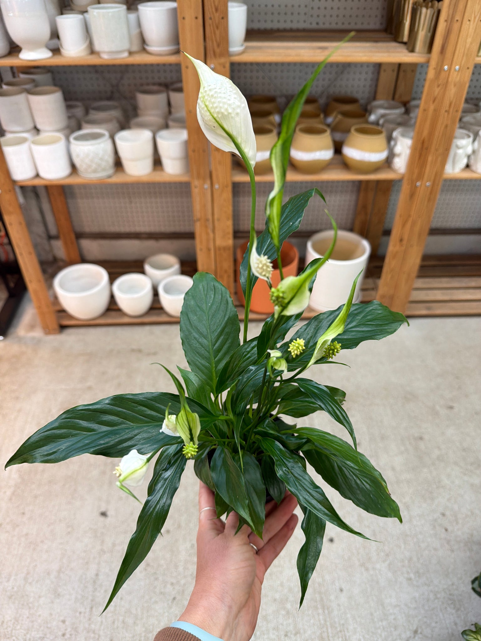 peace lily shop Spathiphyllum 4"