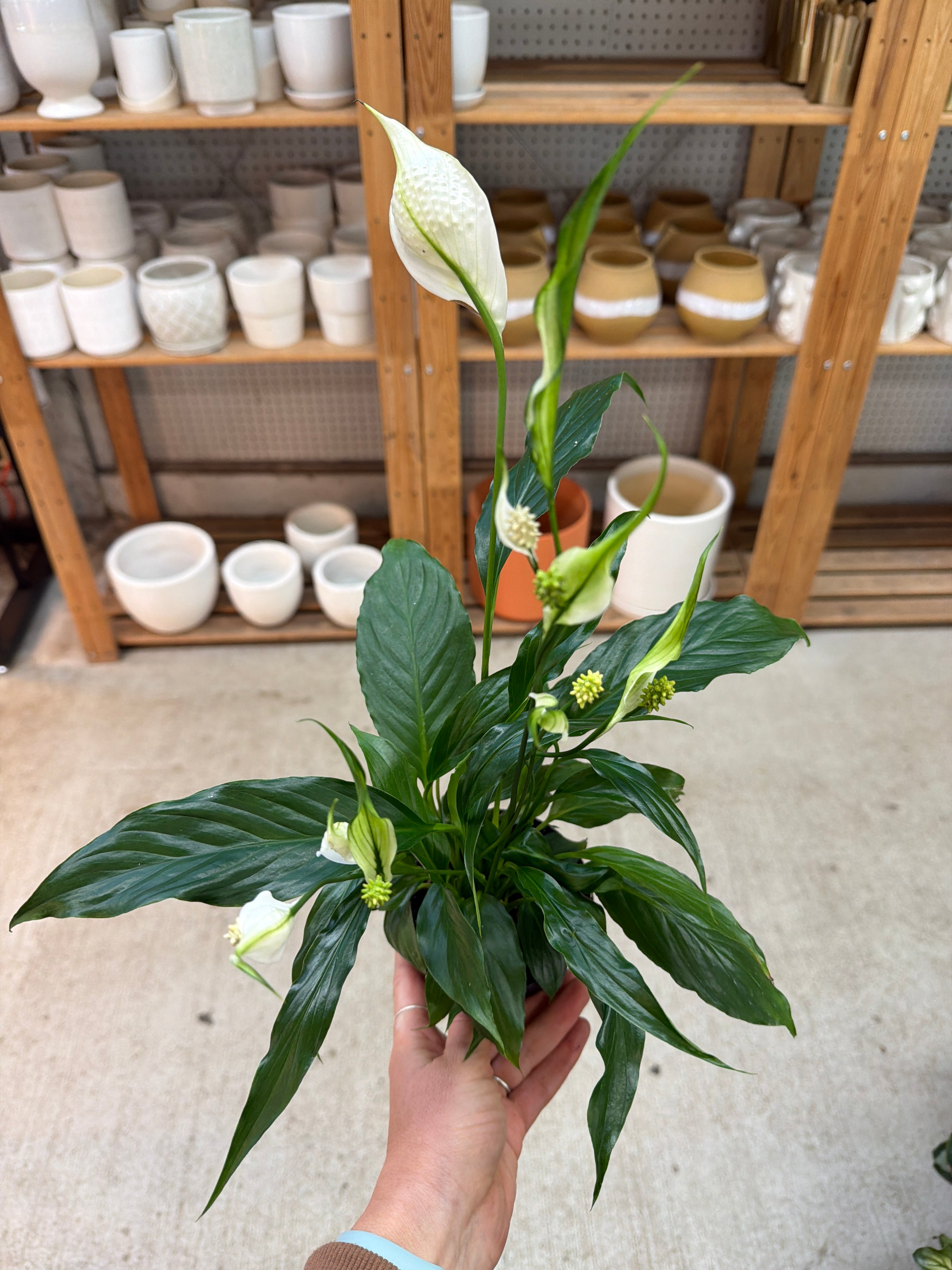 4 inch peace lily Spathiphyllum 4"