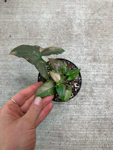Syngonium Pink Splash 4"