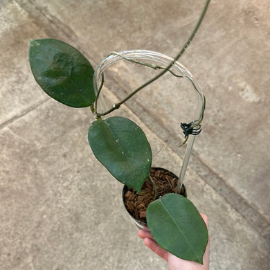 Hoya doi-tung 4