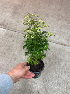 Alternanthera ficoidea 'Krinkle Red' 4"