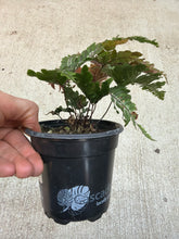 Load image into Gallery viewer, Pteris aspericaulis 'Tricolor' 4" - Candy Stripe Brake Fern