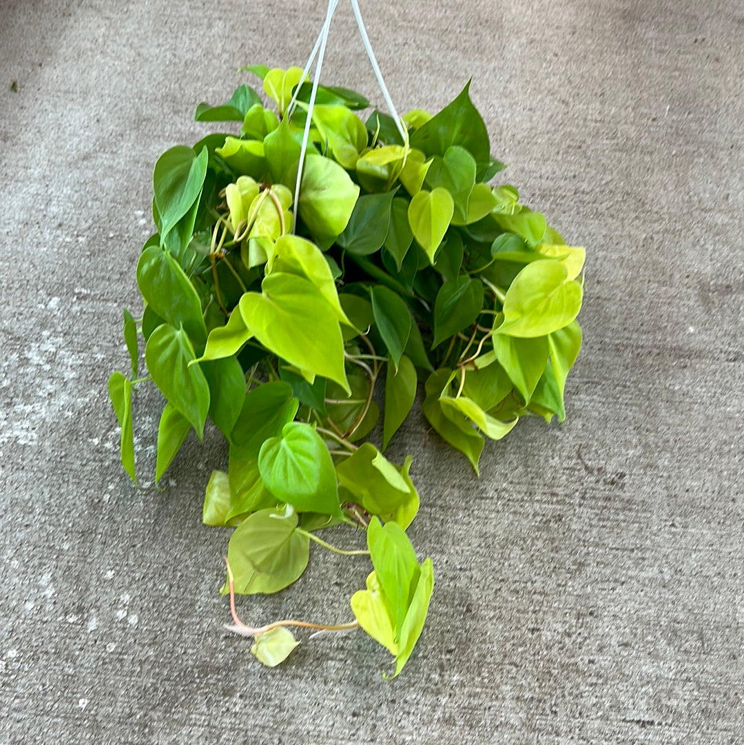 Philodendron Cordatum Lemon 8