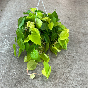 philodendron cordatum lemon Philodendron Cordatum Lemon 8" HB