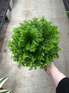 Selaginella sp. 6