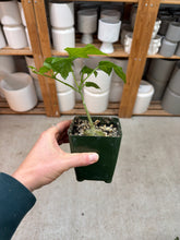 Load image into Gallery viewer, Gerardanthus macrorhizus 4" - Bigfoot Plant