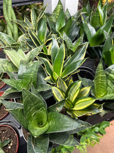 Load image into Gallery viewer, Sansevieria Starpower 4&quot; - Assorted