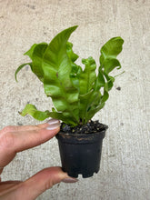 Load image into Gallery viewer, Asplenium 'Crispy Wave' 2" - Crispy Wave Fern