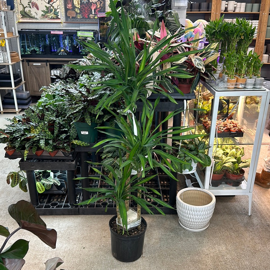 dracaena marginata staggered Dracaena marginata staggered 10" – Kent East Hill Nursery