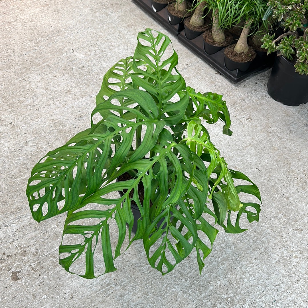 10 in monstera Monstera esqueleto 10" – Kent East Hill Nursery