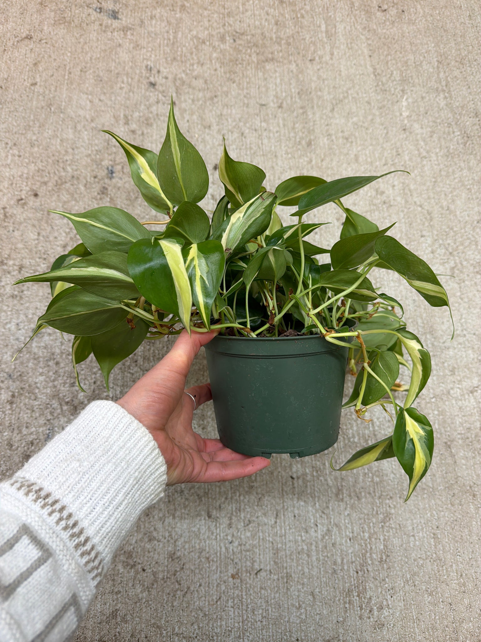 philodendron brasil vs rio vs silver stripe Philodendron 'Silver Stripe' 6" – Kent East Hill Nursery