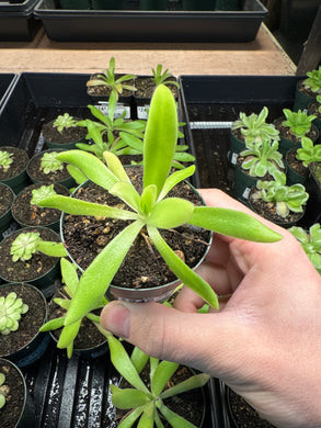 Pinguicula Aphrodite 2