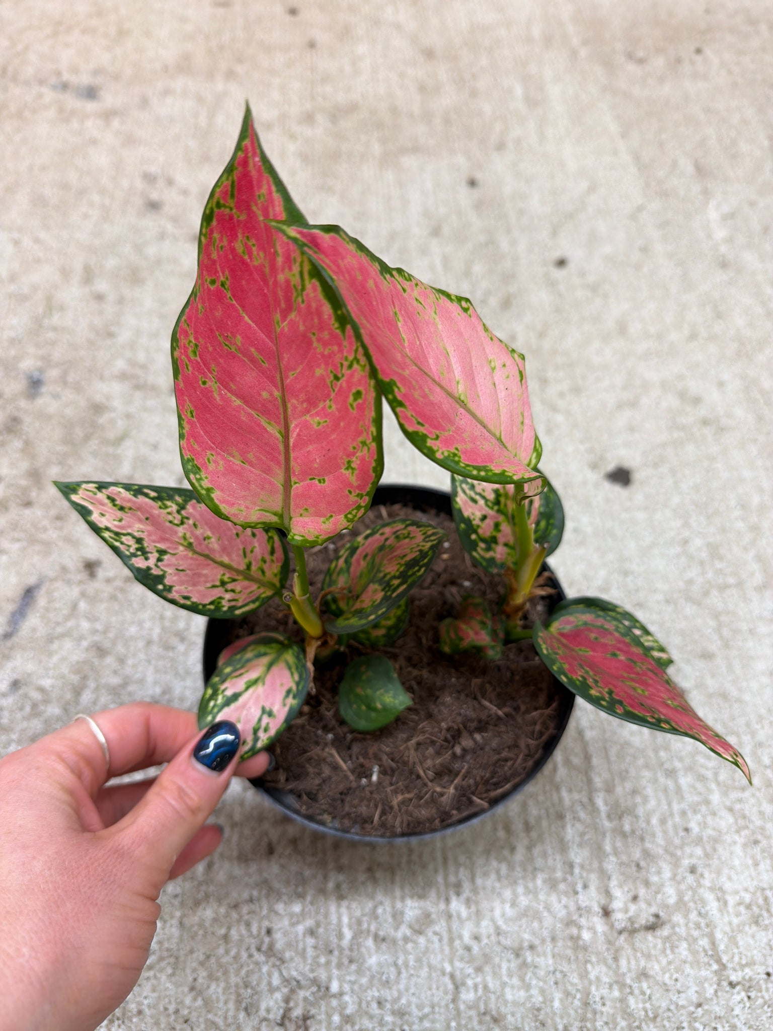 aglaonema very red Aglaonema Very Red 6"
