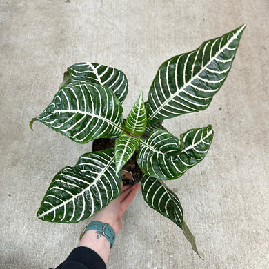 Aphelandra squarrosa 6