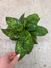 Load image into Gallery viewer, Homalomena Camouflage 4"