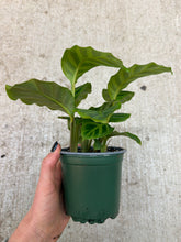Load image into Gallery viewer, Calathea 'Zebrina' 4"