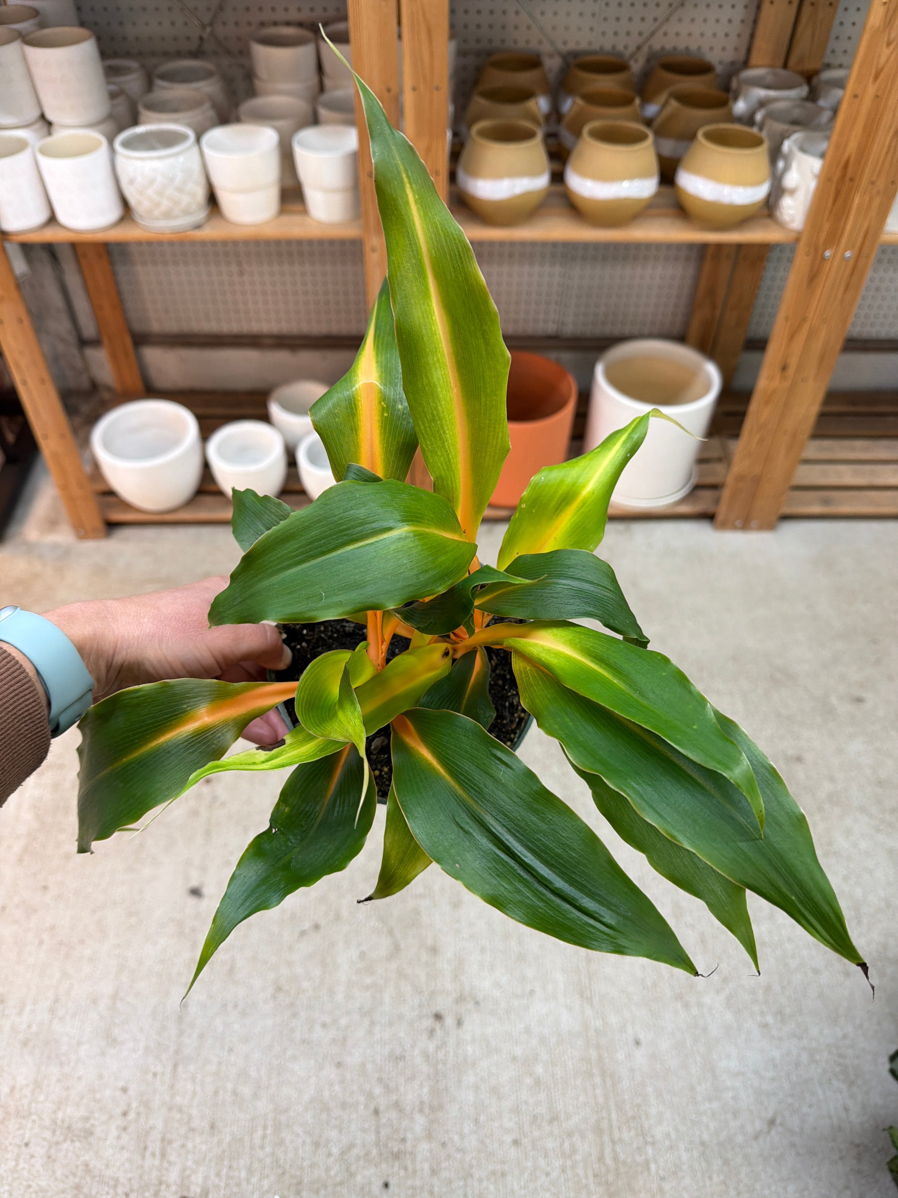 spider mandarin plant Chlorophytum Mandarin Orange 6"