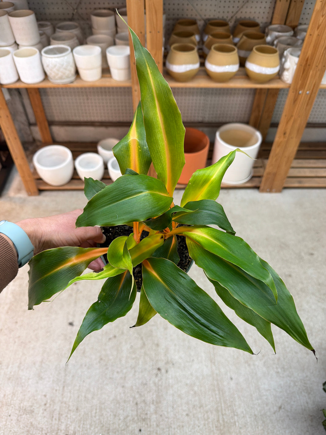 spider plant mandarin orange Chlorophytum Mandarin Orange 6"