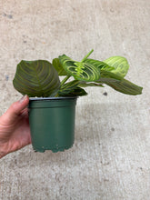 Load image into Gallery viewer, Maranta Lemon 4" - Lemon Prayer Plant