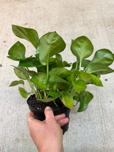 Load image into Gallery viewer, Epipremnum aureum 'Lemon Top' 6" - Pothos