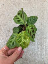 Load image into Gallery viewer, Maranta Fantasy 4" - Prayer Plant