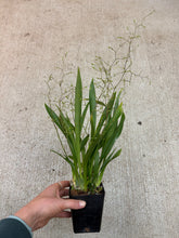 Load image into Gallery viewer, Oncidium Tsiku Margurite (Twinkle x sotoanum) 4&quot;